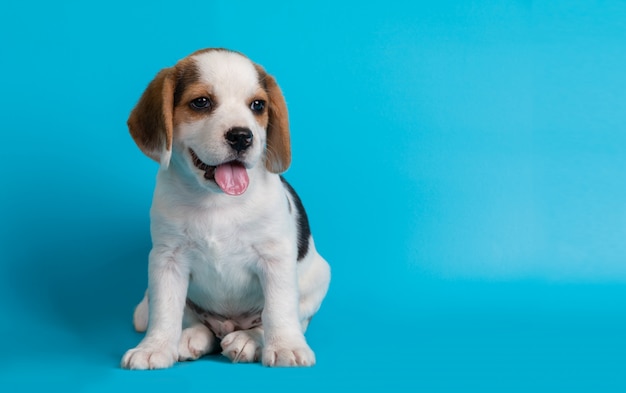 Adorable Beagle Puppies Seeking Adventure – Free Download