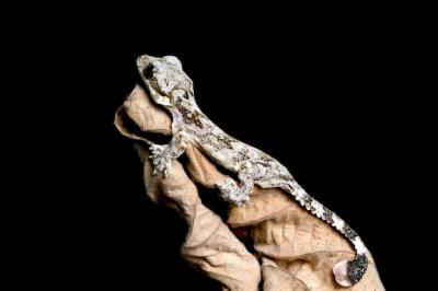 Baby Flying Gecko on Dry Leaves – Free Stock Photo, Download for Free