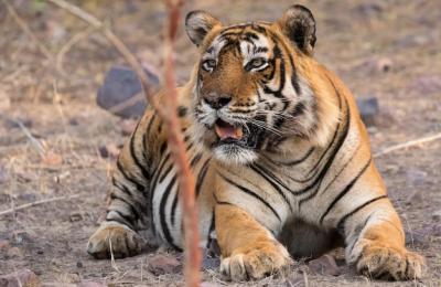 Close-up of Tiger Sitting Outdoors – Free Stock Photo for Download