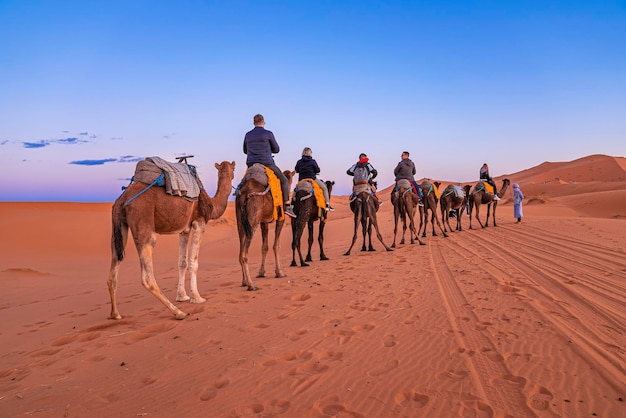 Bedouin Guides Camel Caravan Through Desert Sand | Free Stock Photo, Download for Free