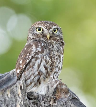 Little Owl Athene Noctua Perched in a Tree – Free Stock Photo, Download for Free