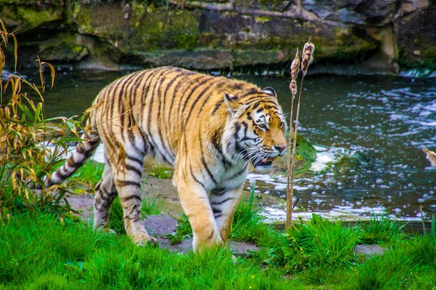 Tiger Walking in a Zoo – Free Stock Photo, Download Free