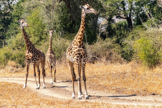 Giraffes Standing on a Field – Free Stock Photo, Download for Free