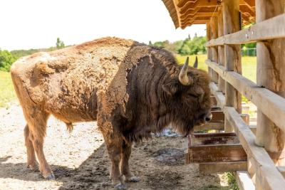 Bison Feeding in National Park – Free Stock Photo, Download Free