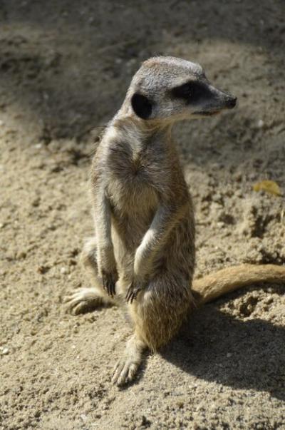 Meerkat on Field – Free Stock Photo for Download