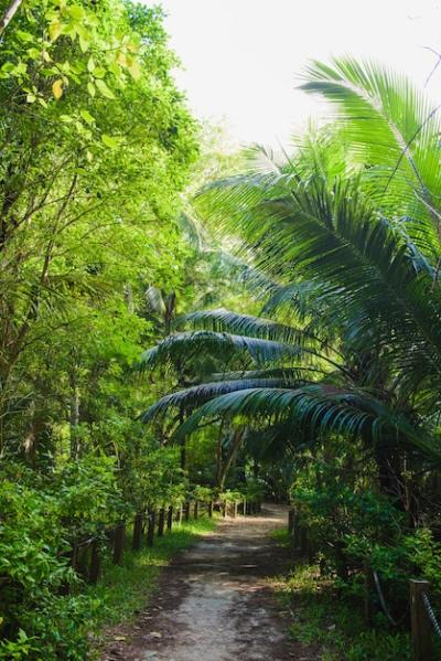 Exploring an Empty Path in a Tropical Green Jungle – Free Download