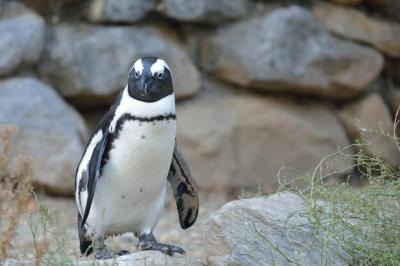 Close-up of Penguin on Rock – Free Stock Photo, Download Free