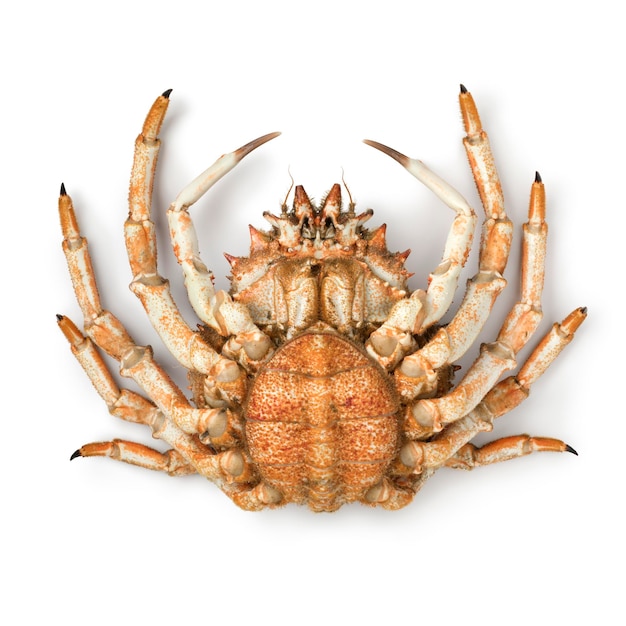 Close-Up of a Fresh Raw Female Spider Crab on a White Background – Free Download