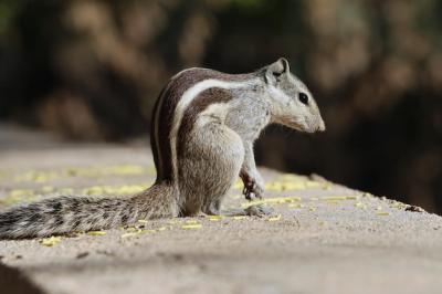 Adorable Chipmunk Closeup on a Stone Surface in the Park – Free Download