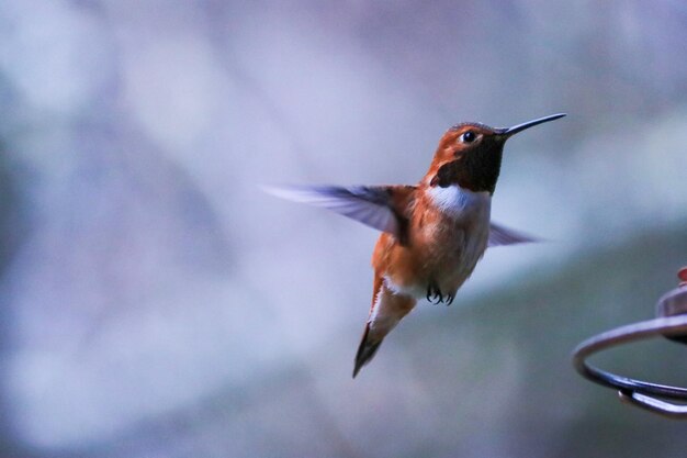 Close-up of Bird in Flight – Free Stock Photo for Download