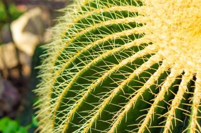 Beautiful Exotic Hedgehog Cactus – Free Download