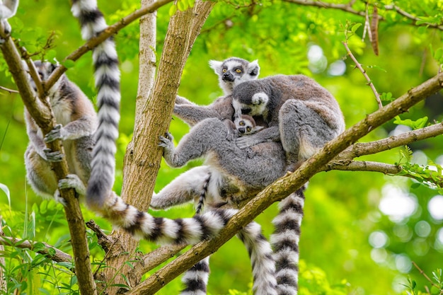 Ring-Tailed Lemur in Tree: Stunning Forest Imagery – Free to Download