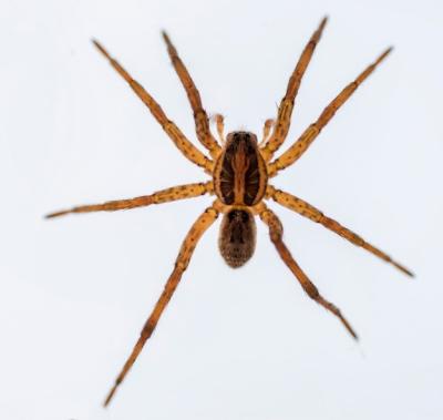 Lycosa fasciiventris: Family Lycosidae Spider Isolated on a White Background – Free Download