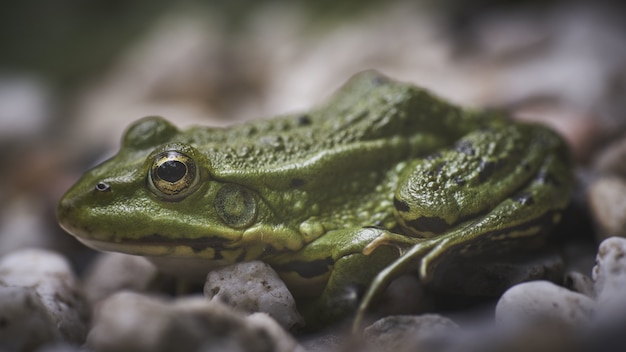 Green Frog on White Pebbles – Free Stock Photo Download