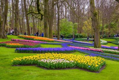 Beautiful Yellow and White Daffodils in Keukenhof Park, Lisse, Netherlands – Free Stock Photo Download