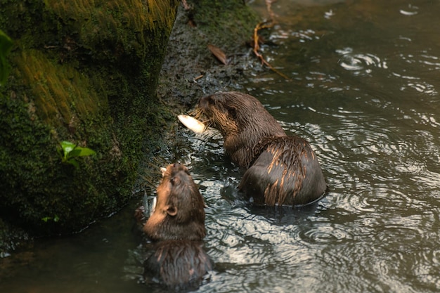 Brown Otter on a Rock in the Wilderness – Free Stock Photo for Download