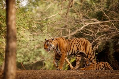 Tiger in Natural Habitat: Majestic Panthera Tigris Captured in Rajasthan’s Dry Landscape – Free Download