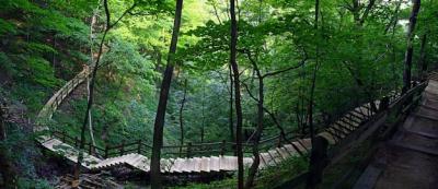 Wooden Stairs in a Lush Forest – Free Stock Photo for Download