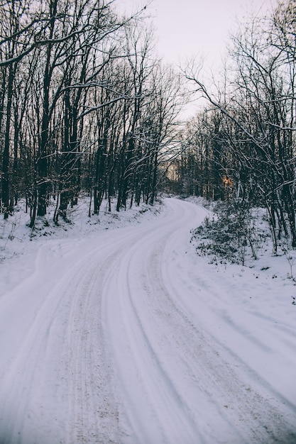 Snowy Road Surrounded by Trees – Free Stock Photo, Download for Free