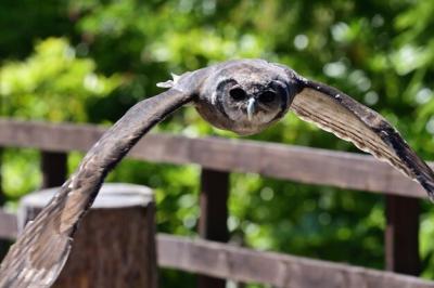 Close-up of a Bird on Wood – Free Stock Photo, Download for Free