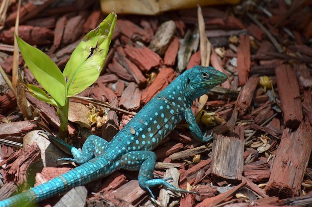 Common Aruban Whiptail Lizard in a Brilliant Shade of Blue – Free Stock Photo for Download