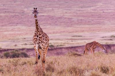 Maasai Giraffe in the Savanna Grassland of Maasai Mara National Game Reserve – Free Stock Photo for Download