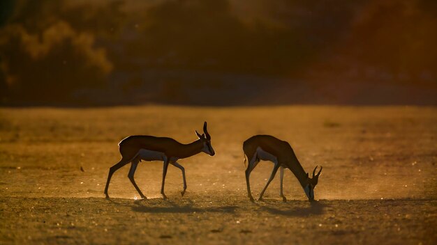 Deer Standing on Field – Free Stock Photo for Download