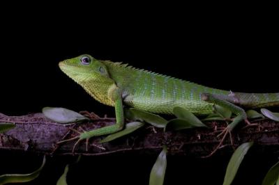 Green Lizard Sunbathing on Wood – Free Download