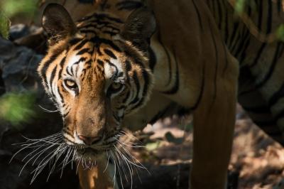 Stunning Tiger Portrait – Free Download