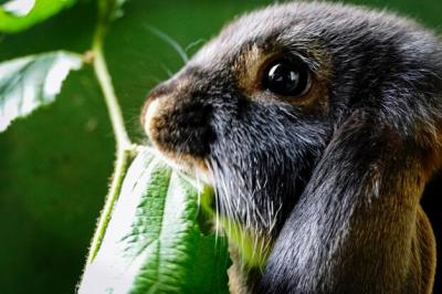 Close-up of an Animal – Free Stock Photo, Download for Free