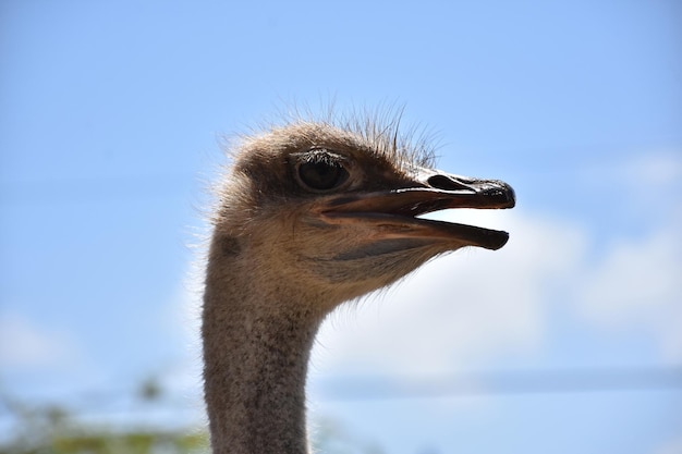 Side Profile of an Ostrich Against a Stunning Blue Sky – Free to Download