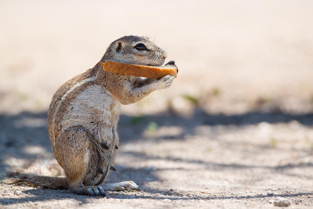 Close-up of Squirrel Eating in a Field – Free Stock Photo for Download