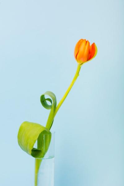 An Orange Tulip in Beaker Glass Against a Blue Background – Free Download