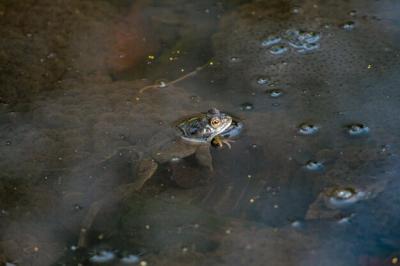 Frog Spawning: Free Stock Photo for Download