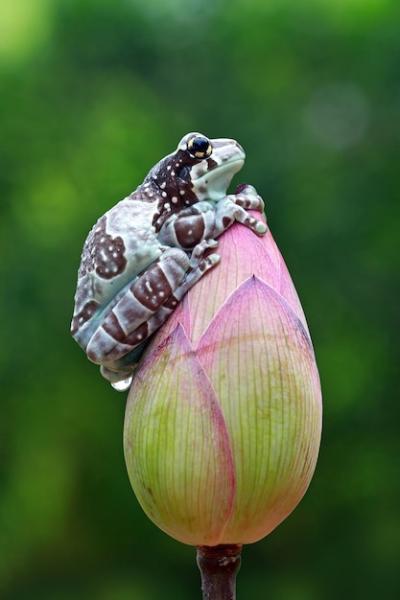 Tiny Amazon Milk Frog on Bud – Free Stock Photo, Download for Free