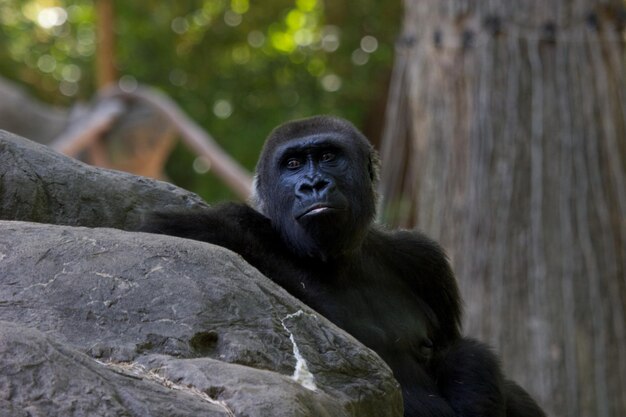 Gorilla by Rock at Zoo – Free Stock Photo for Download