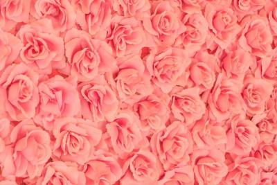 Roses Background for Creative Projects – Free Download