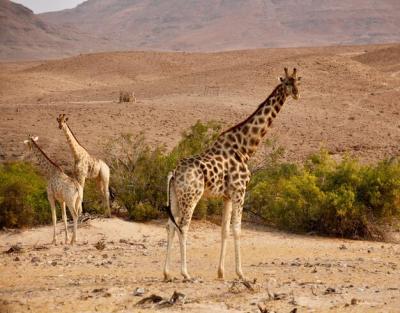 Giraffe on Land – Free Stock Photo for Download