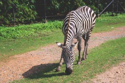 Zebra Head Eating Grass on the Ground – Free Stock Photo | Download for Free