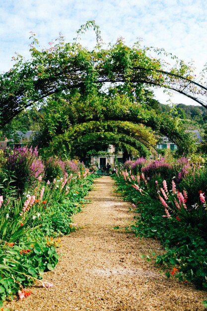 Flowering Plants in the Garden – Free Stock Photo for Download