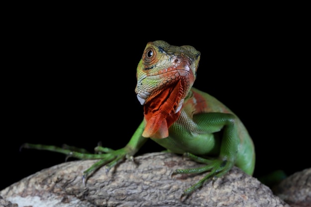 Closeup of a Red Iguana on a Branch Against a Natural Background – Free Download