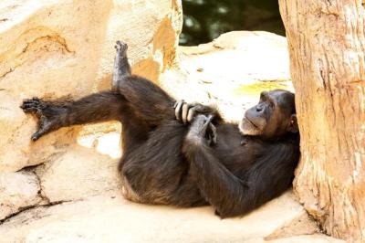 Chimpanzee Resting on Rock â Free Stock Photo for Download