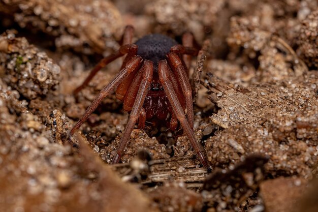 Close-up of Spider – Free Stock Photo for Download