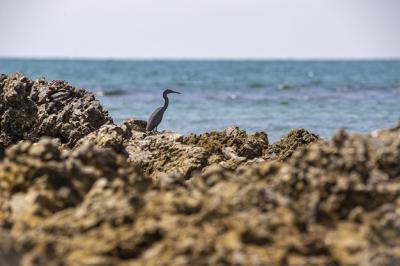 Gray Bird on Brown Rock by Water – Free Stock Photo Download