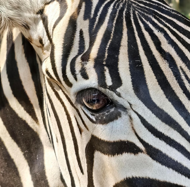 Beautiful Black and White Zebra Equus Quagga at an Uncle’s Ranch in Indonesia – Free Download