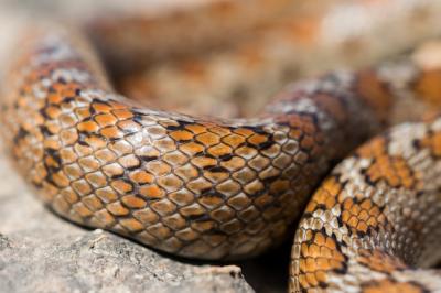 Close-Up of Adult Leopard Snake Scales in Malta – Free Stock Photo, Download for Free