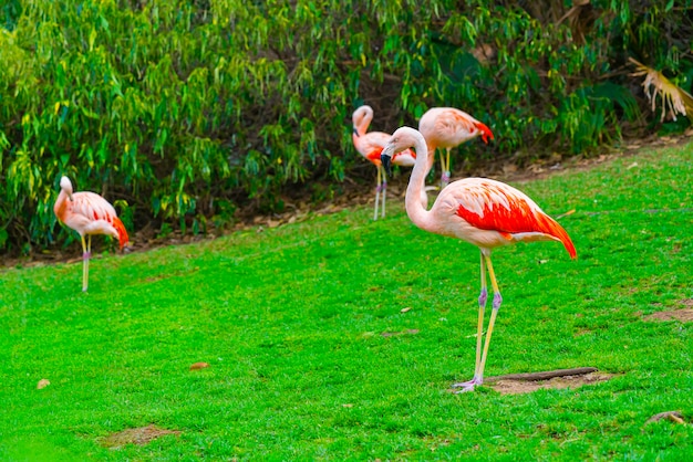 Beautiful Flamingos Group on Grass in Park – Free Download