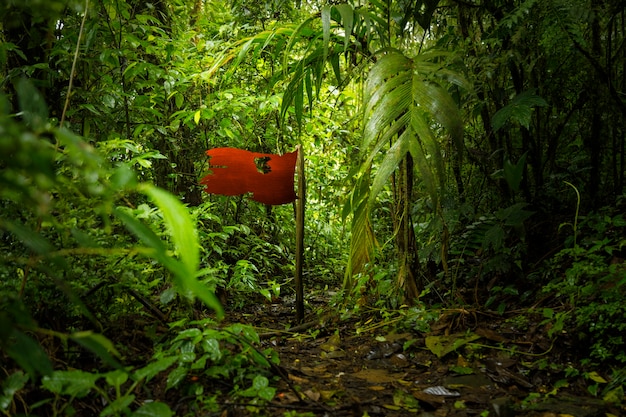 Isolated Red Flag in Forest – Free Stock Photo Download