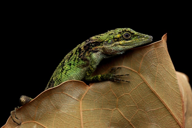 Closeup of Pseudocalotes Lizard on Dry Leaves – Free Stock Photo, Download Free