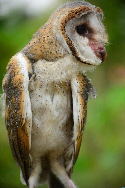 Close-up of a Barn Owl – Free Stock Photo for Download